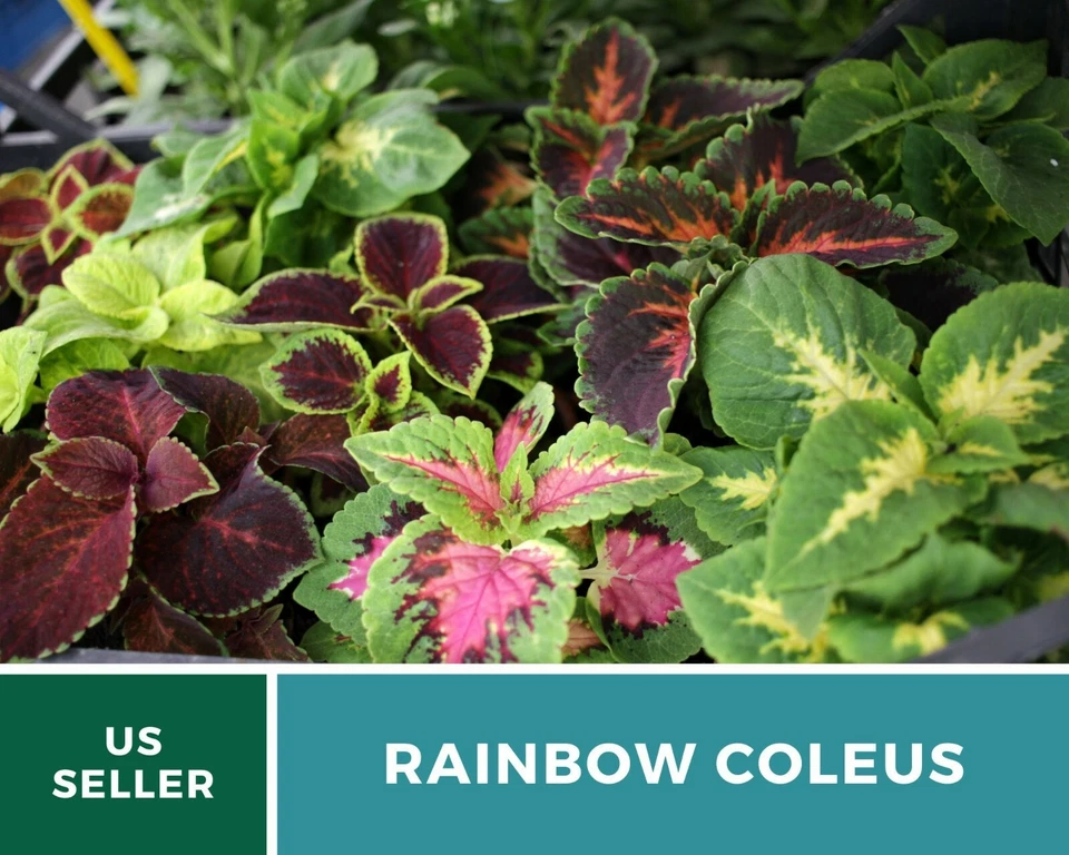 Coleus, Rainbow Mix (Painted Leaves) - 250 Seeds (Solenostemon scutellarioides) - Image 2 of 4
