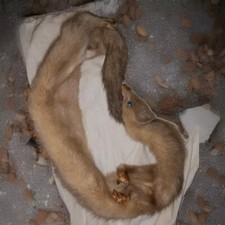 Scaldacollo Pelliccia Vera Ermellino