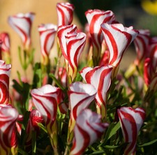 5 x OXALIS Versicolor - CANDY CANE SORREL - Perennial