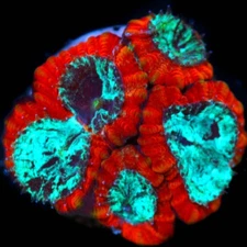 CORALS OF EDEN ~ Captain America Favia Coral Frag Live Coral for Sale - LPS SPS