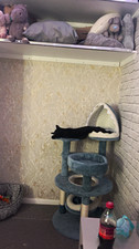 Blue shark 115cm tall Cat Scratching Tree with Sisal Posts