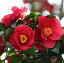 T&M Camellia jap. Doctor King Garden Plant Hardy Shrub Flowering Plant 1x9cm Pot
