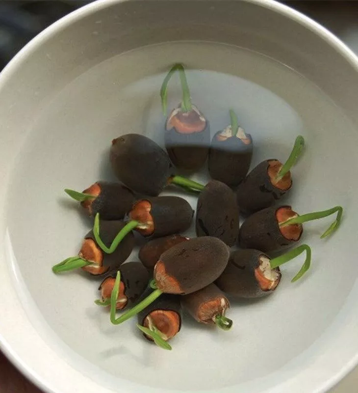 Aquatic Plants Lotus Seeds 15pcs Garden Bonsai Water Plant Seed - image 2 of 4