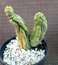 Cereus Dragon Mostrose Cactus Plant 6H