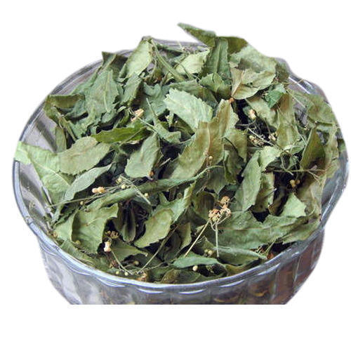Dried Neem Whole Leaves 50G Azadirachta Indica Organic FOR HAIR AND BEAUTY - Bild 4 von 11