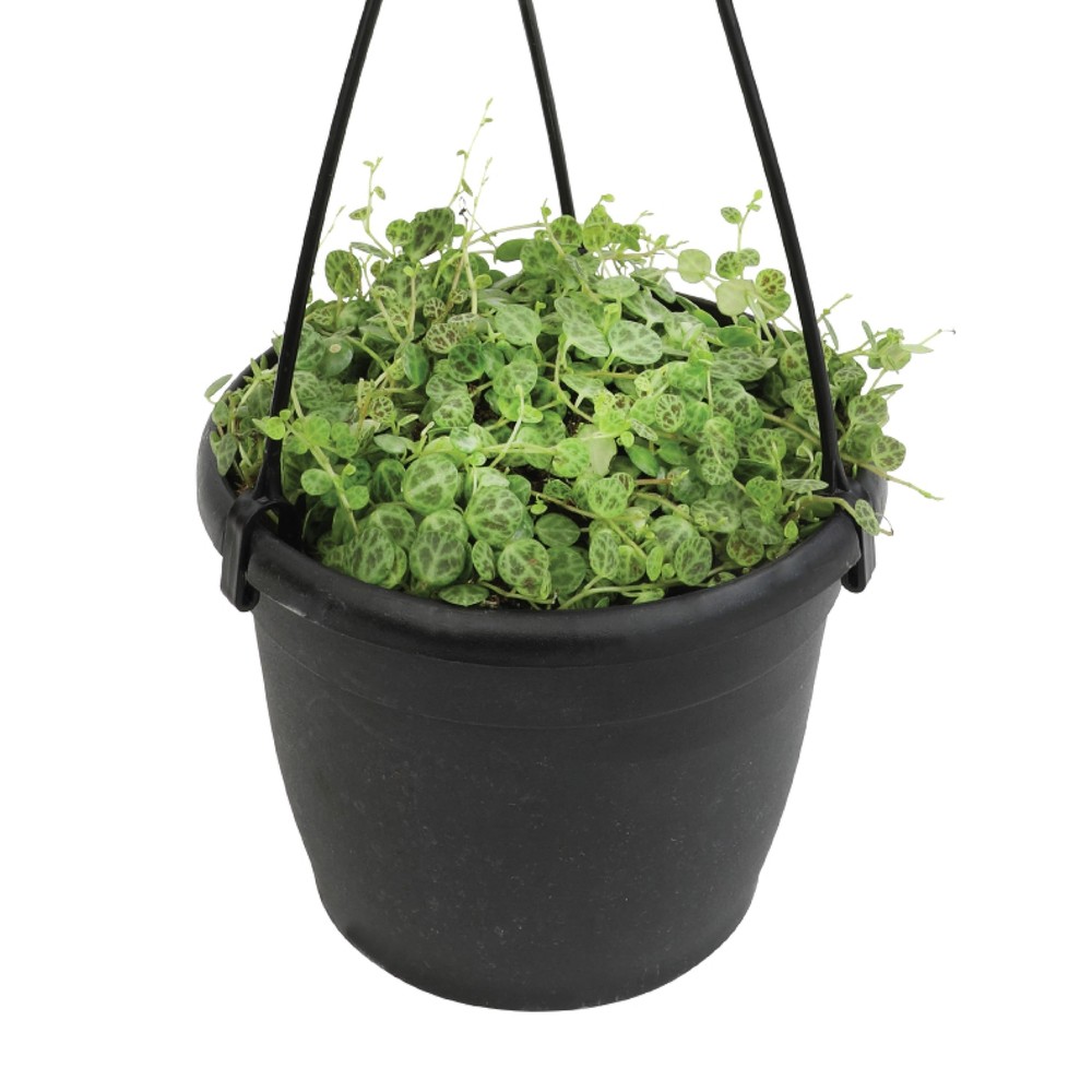 String of Turtles Live Plant Hanging Basket, Peperomia prostrata, Live Succul...