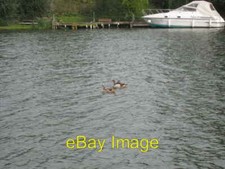 Photo 6x4 Egyptian Geese (Alopochen aegyptiacus) on the Thames Cleeve/SU c2008