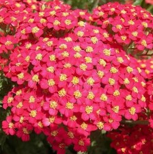 2 x Achillea 'Paprika' 1 ltr Plant, RHS Yarrow Red