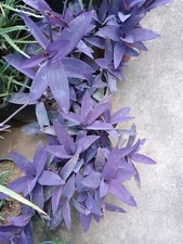 Pianta Miseria Vasi Bellissimi