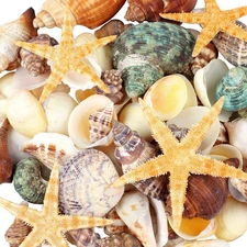 80+ Pcs Natural Seashells, Mixed Starfish Sea Shells for Crafts, Various Size...