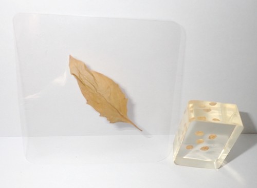 Chili Specimen Leaf and Seed Set in Amber Clear Resin Learning Kit TE1ALS - Picture 5 of 5