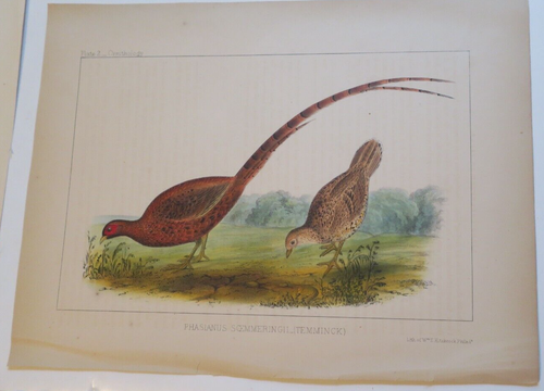 3 1850s Perry' Japan Expedition Bird Prints Hand Colored Lithographs,in habitat - Foto 2 di 5