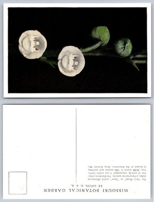 Missouri Botanical Garden ''Dove Orchid'' Peristeria Elata Postcard St. Louis MO