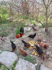 UOVA FERTILI GALLINE NANE RUSTICHE ORNAMENTALI AMERICANINE feconde polli galli