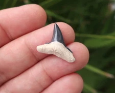 0.91" Lemon Shark Fossil Tooth Bone Valley Florida