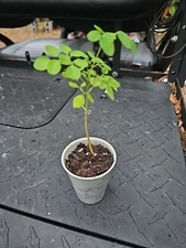Moringa Rooted Live Plant  8" + Tree Of Life Food Forest  NO TX CA