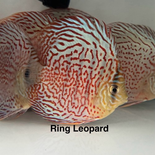 Discus Inset Ring x1 Ring Leopard Discus Fish 3.75” To 4” - Live Fish Aquarium Overnight ...