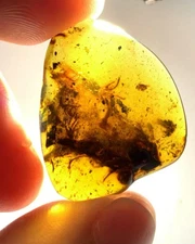Cretaceous Fossil Burmese amber burmite rare lizard insect amber Fossil Myanmar