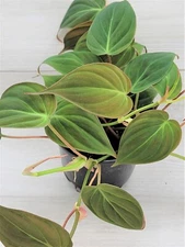 Philodendron Micans Live Plant, Rare Hirt's, Velvet Leaf Bronze in 3" Pot