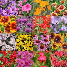 1/2 Pound Northeastern United States Bulk Wildflower Seed Mix - 1,000 sq-ft