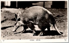 RPPC Aardvark Animal Vintage Postcard KJ2