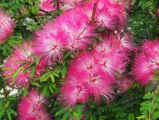 30 New Mimosa Silk Tree Seeds, Albizia julibrissin, Very Showy and Attractive Fl