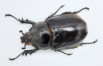 Dynastinae, Augosoma centaurus, female, A2, 51 mm, Rwanda, #DS125