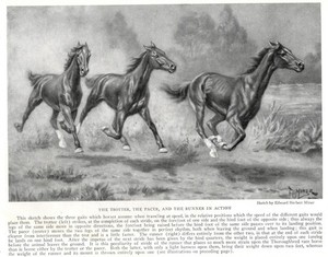 Thoroughbred "Race Paces" - CUSTOM MATTED - 1923 Vintage Horse Art Print - Gift