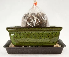 6" Rectangular Moss Green Shohin Bonsai  Pot + Soil + Tray + Rock + Mesh Kit