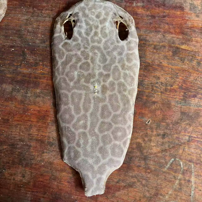 #ad #ad Unpolished Stingray Shagreen Fish Skin Leather Soft Hide Raw skinned tiger shark $263.72