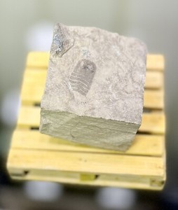 Partial Juvenile Eurypterus Sea Scorpion Fossil ~ Silurian Period ~ New York