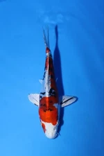 1 QTY QUALITY Yamato Nishiki   6.5 ” JAPANESE Koi live fish standard fin A1koi