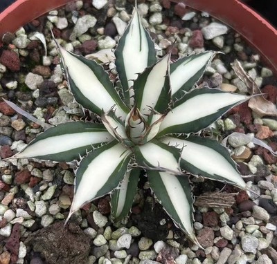 Rare plant Agave horrida 'Compacta' Mediopicta Alba' WYSIWYG Garden Decor Sale