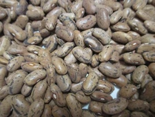 RATTLE SNAKE POLE BEAN SEEDS 1.2oz 100 + SEEDS GREEN BEANS 2024