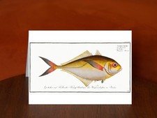 Green Mackrel (Scomber Chloris) by Marcus Elieser Bloch - A5 Art Print Card