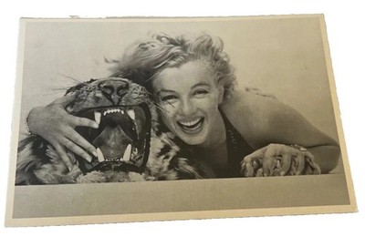 Marilyn Monroe Vintage Postcard Photo Actress Movie Star Tiger Hollywood