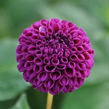 1 - POMPON DAHLIA ROCCO Bulb Tuber Clump  * BEETROOT PURPLE * U S Seller