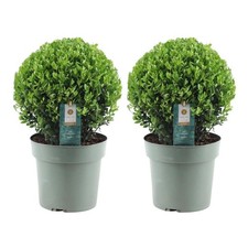 Echte Stechpalme Kugel XL | 2x Ilex crenata 'Jenny' kugel XL | set von 2 Stück |