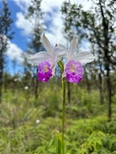 Hawaiian Bamboo Orchid Bulbs