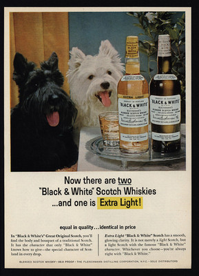 1999 Cute PIT BULL TERRIER Dog Purple Sweater TANQUERAY London Gin VINTAGE AD