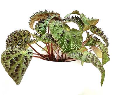 Begonia cv 'FEROX' 10-25cm -