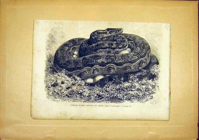Original alter antiker Druck Schlange Python Eier Pearson französische 1866 Schlange 19.