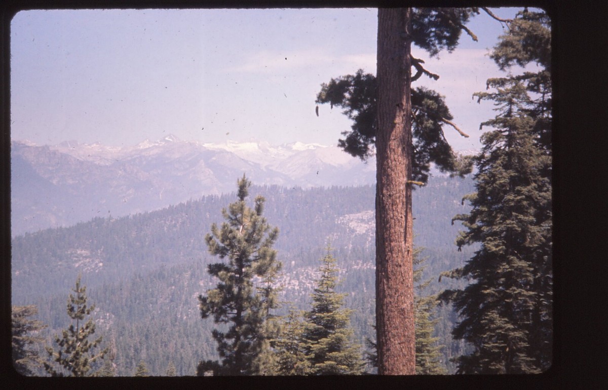 Vintage Film Slide 1958 Sequoia National Park Kings Canyon | eBay
