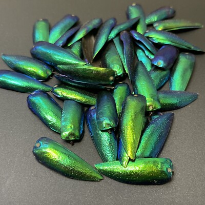 50 Green Blue Jewel Beetle Elytra Sternocera Insect wings Jewelry USA SELLER