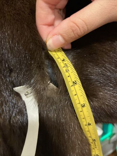 Cappotto donna visone mogano - Foto 11 di 17
