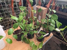 HOYA MIRILLE ARGE PLANT IN A HANGING POT,   HOUSE PLANT