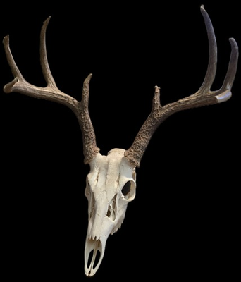 #ad #ad European deer mount white tail $90.00