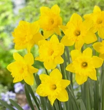 Dutch Master Yellow Daffodil Bulbs Value Bag Plant in Garden