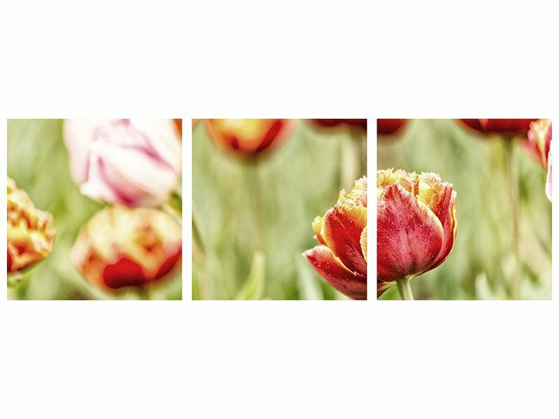 Panorama Poster 3-teilig Die Schönheit der Tulpe selbstklebend viele Größen Panorama Poster 3-teilig Die Schönheit der Tulpe selbstklebend viele Größen