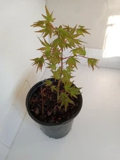 Green Leaf Japanese Maple Tree, 1 Gallon Pot